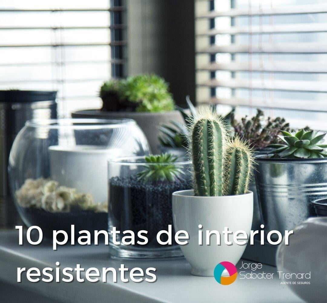 10 plantas de interior resistentes